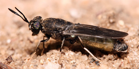 La mouche soldat noire - Insectes durables